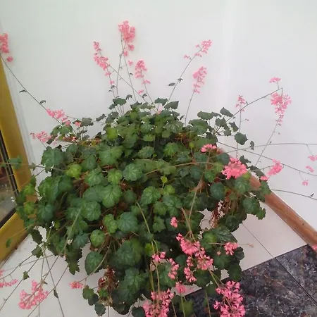 Via Bed & Breakfast Oreshak (Lovech)